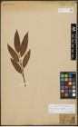 Foto von Salix alba L. x Salix fragilis L.